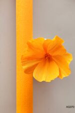 Krepppapier Beerentöne 90g – Bild 2