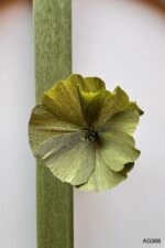 Krepppapier einfarbig 90g – Bild 4