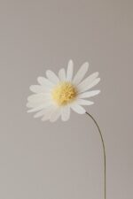 Papierblume Marga 3 Blüten creme lachs flieder – Bild 9