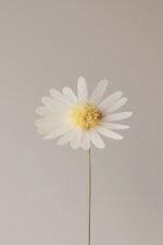 Papierblume Marga 3 Blüten creme lachs flieder – Bild 8